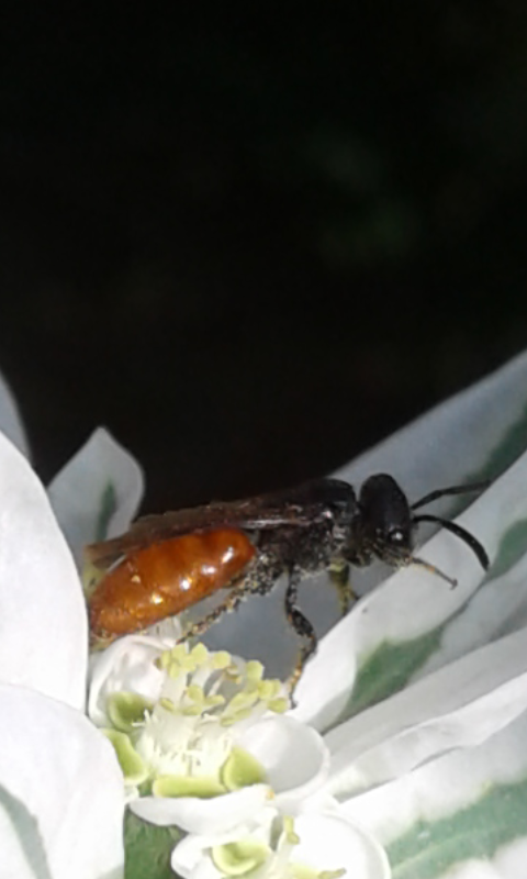 Apidae Halictinae : Sphecodes sp.?